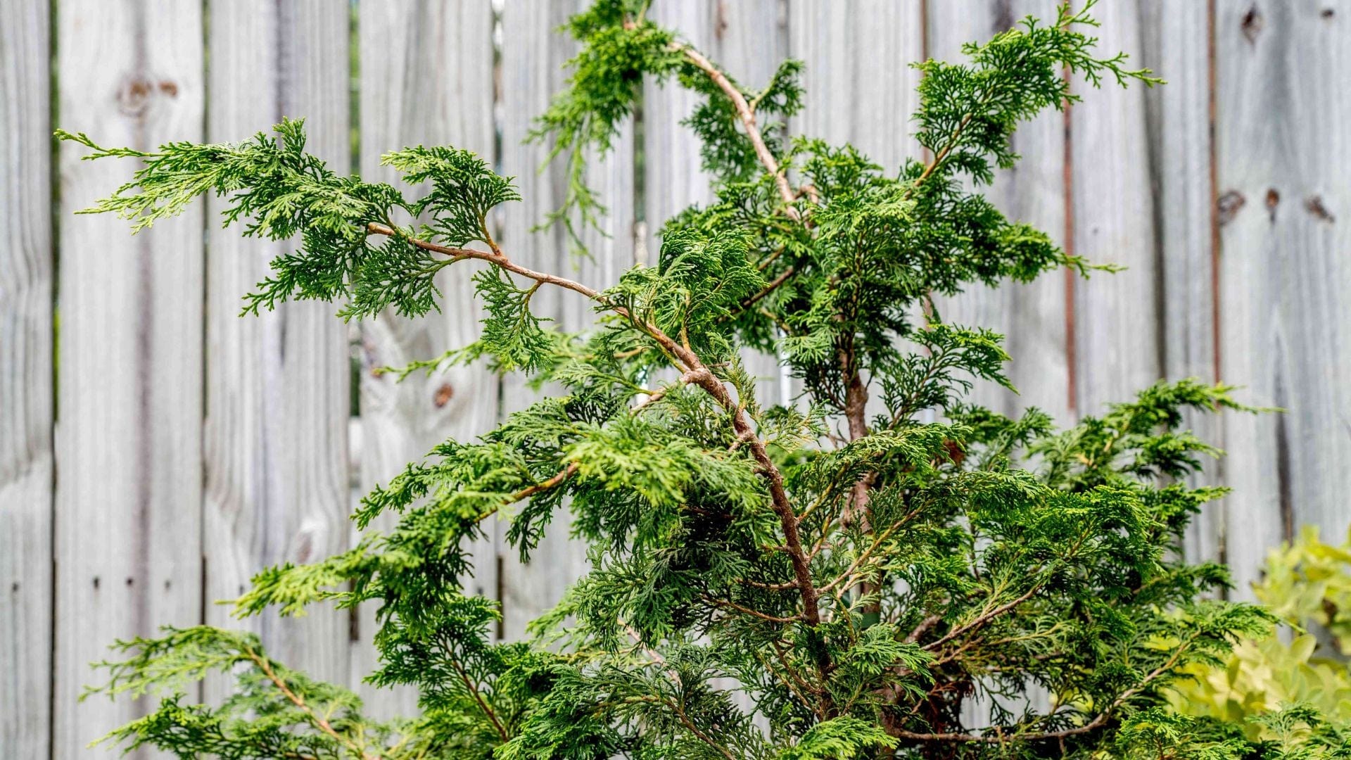 Hinoki Benefits & Uses