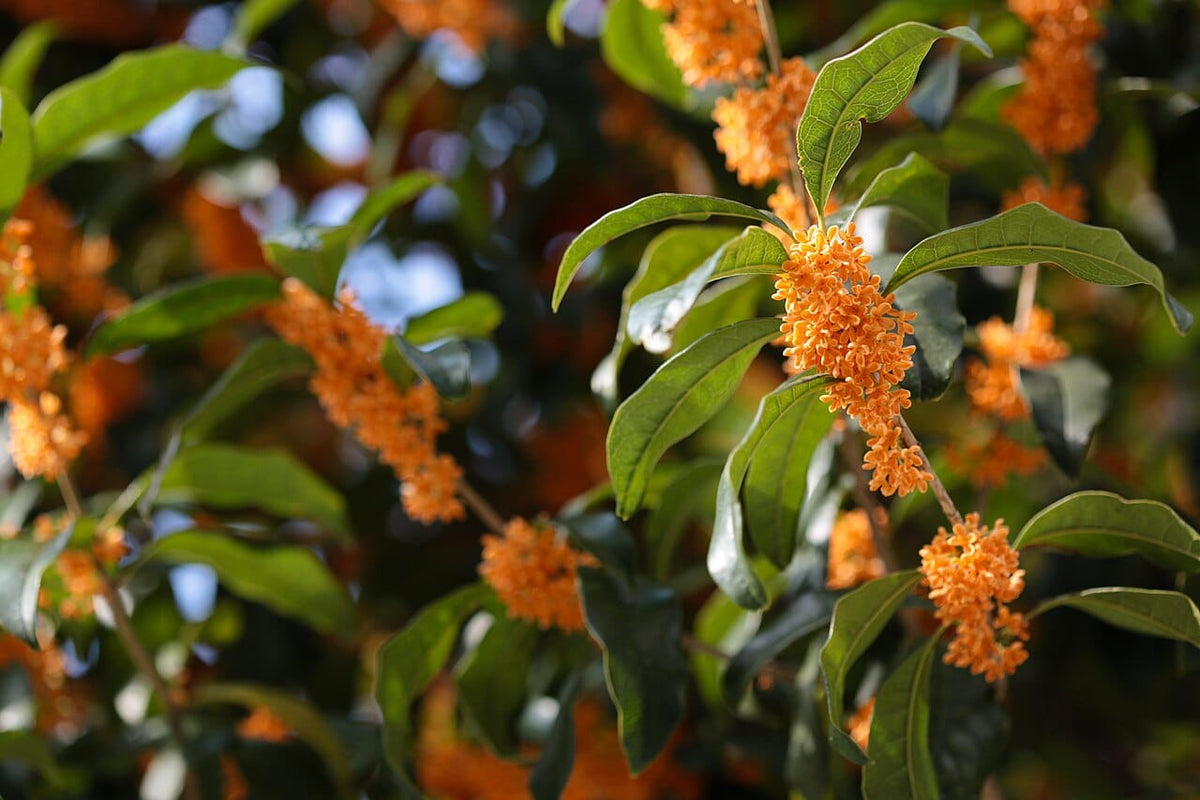 How to Choose the Right Home Fragrance: Reed Diffusers, Nebulisers or Beeswax Candles?