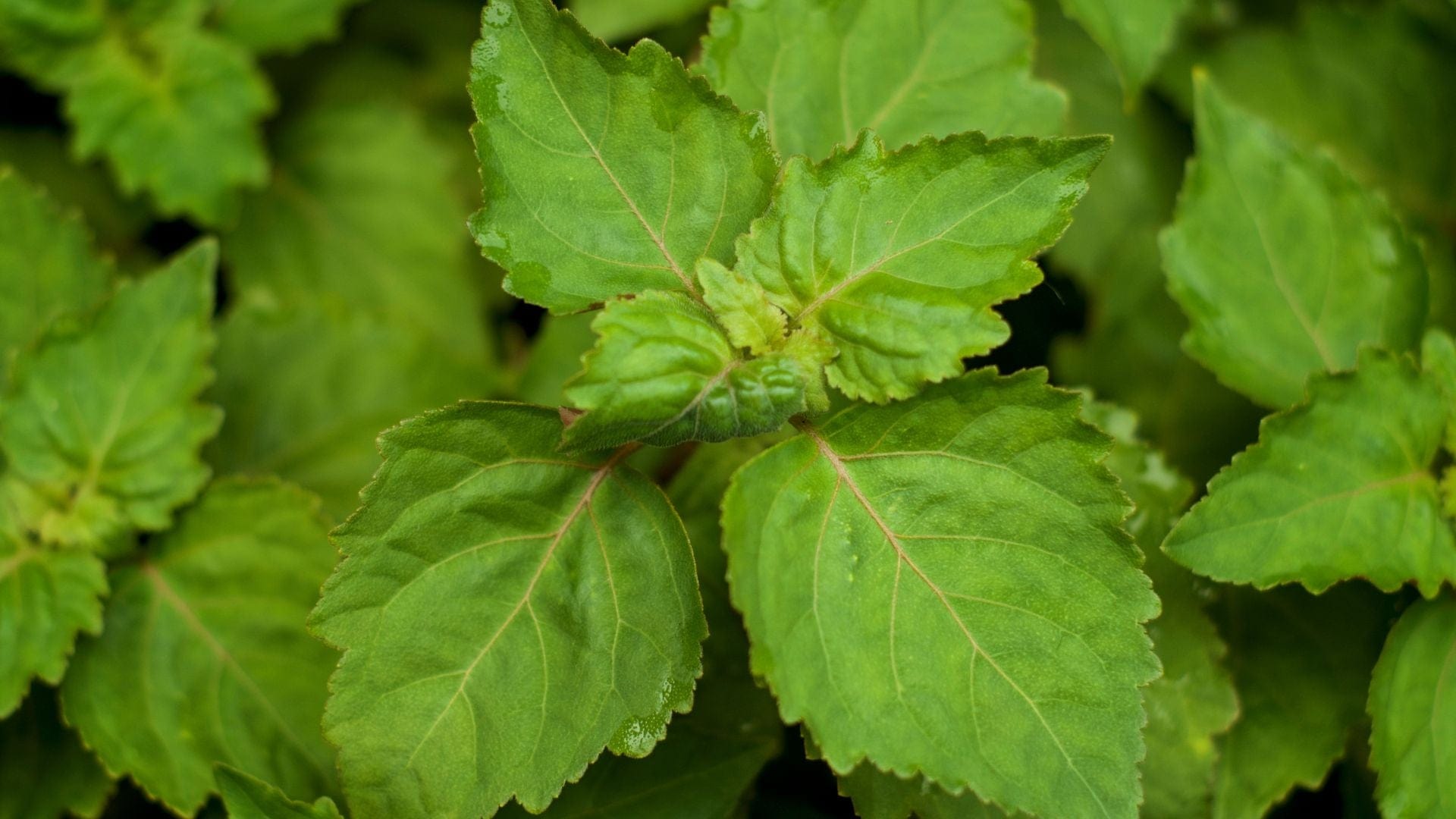 Patchouli Benefits & Uses