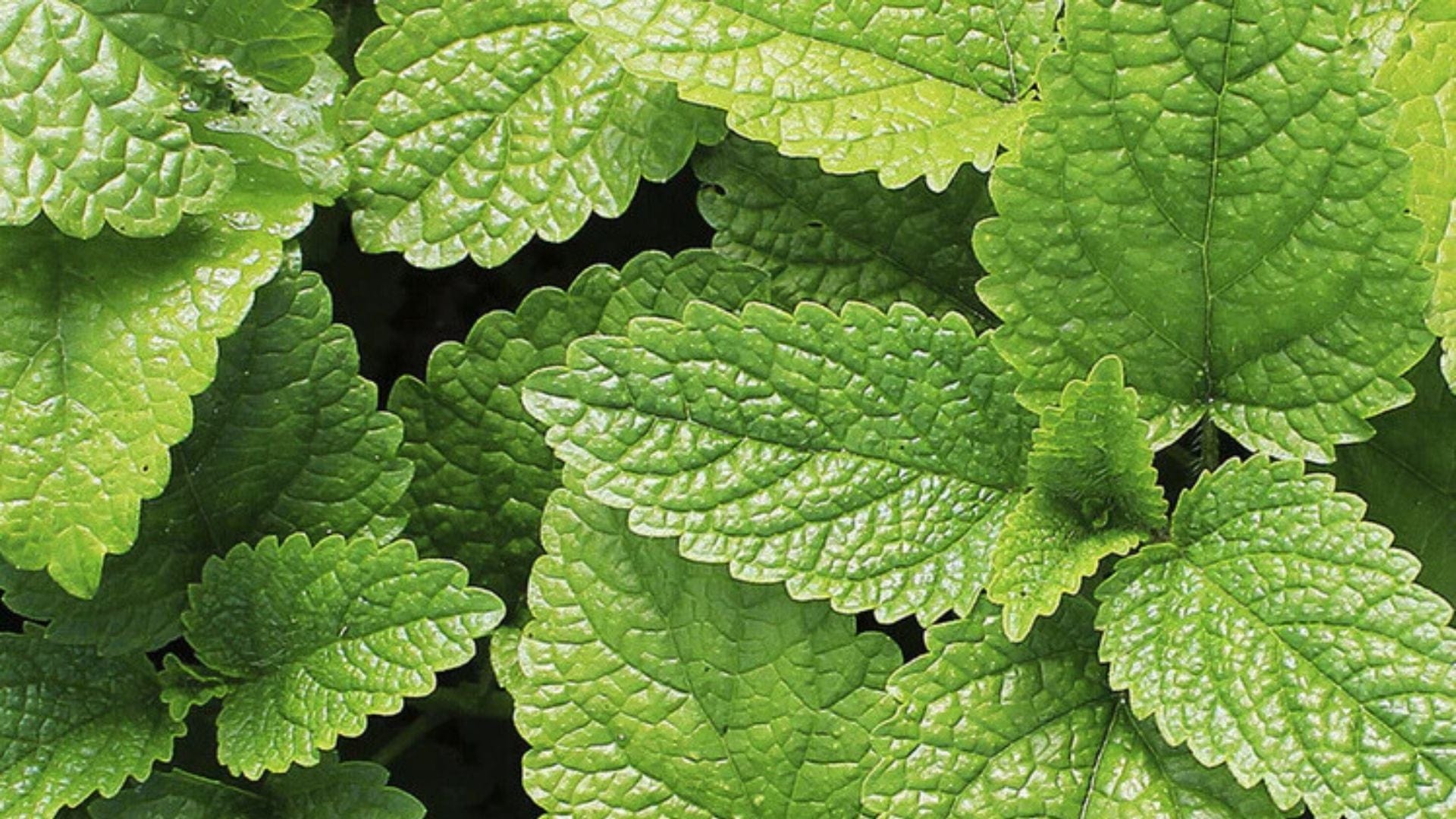 Peppermint Benefits & Uses