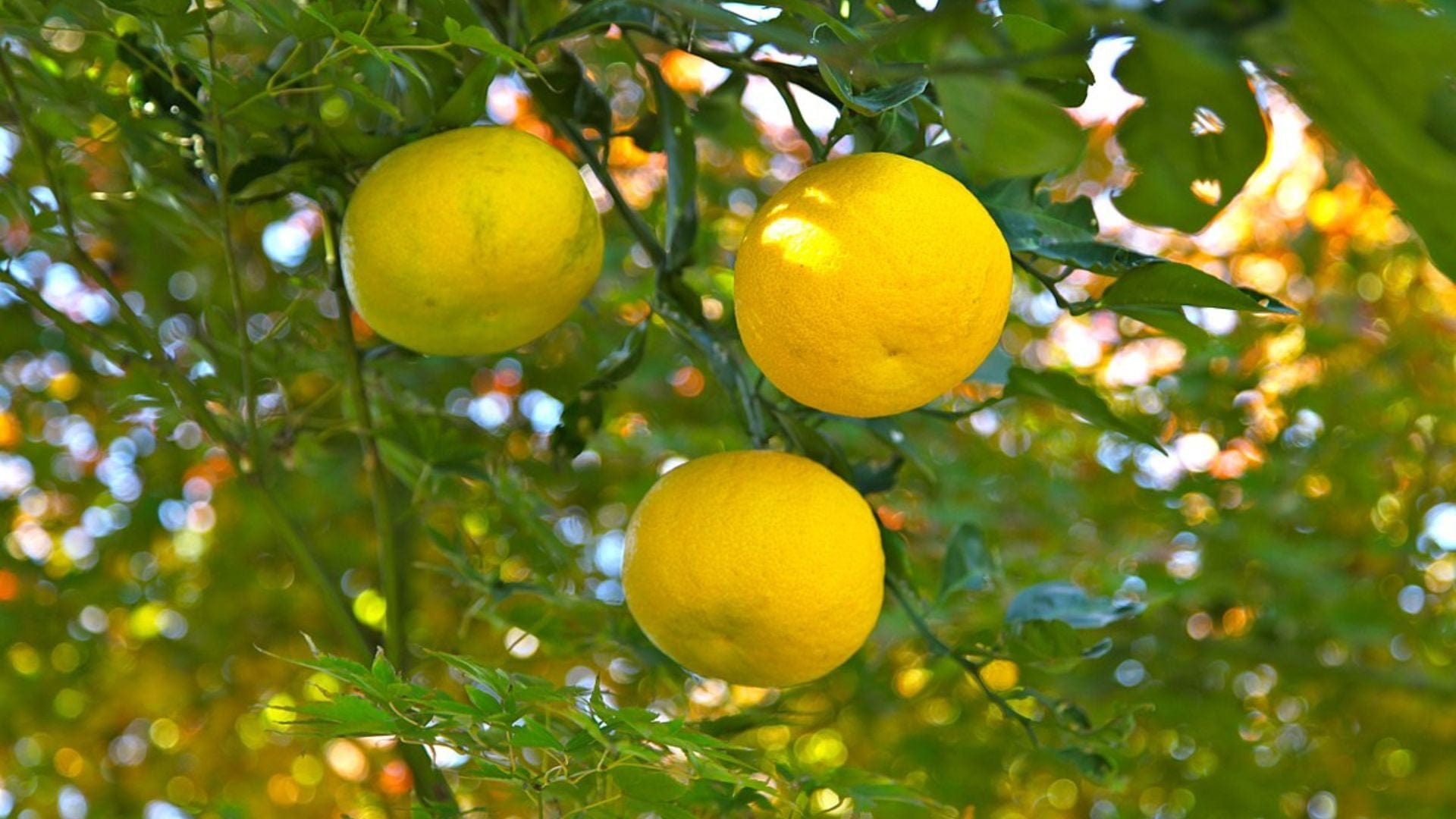 Yuzu Benefits & Uses