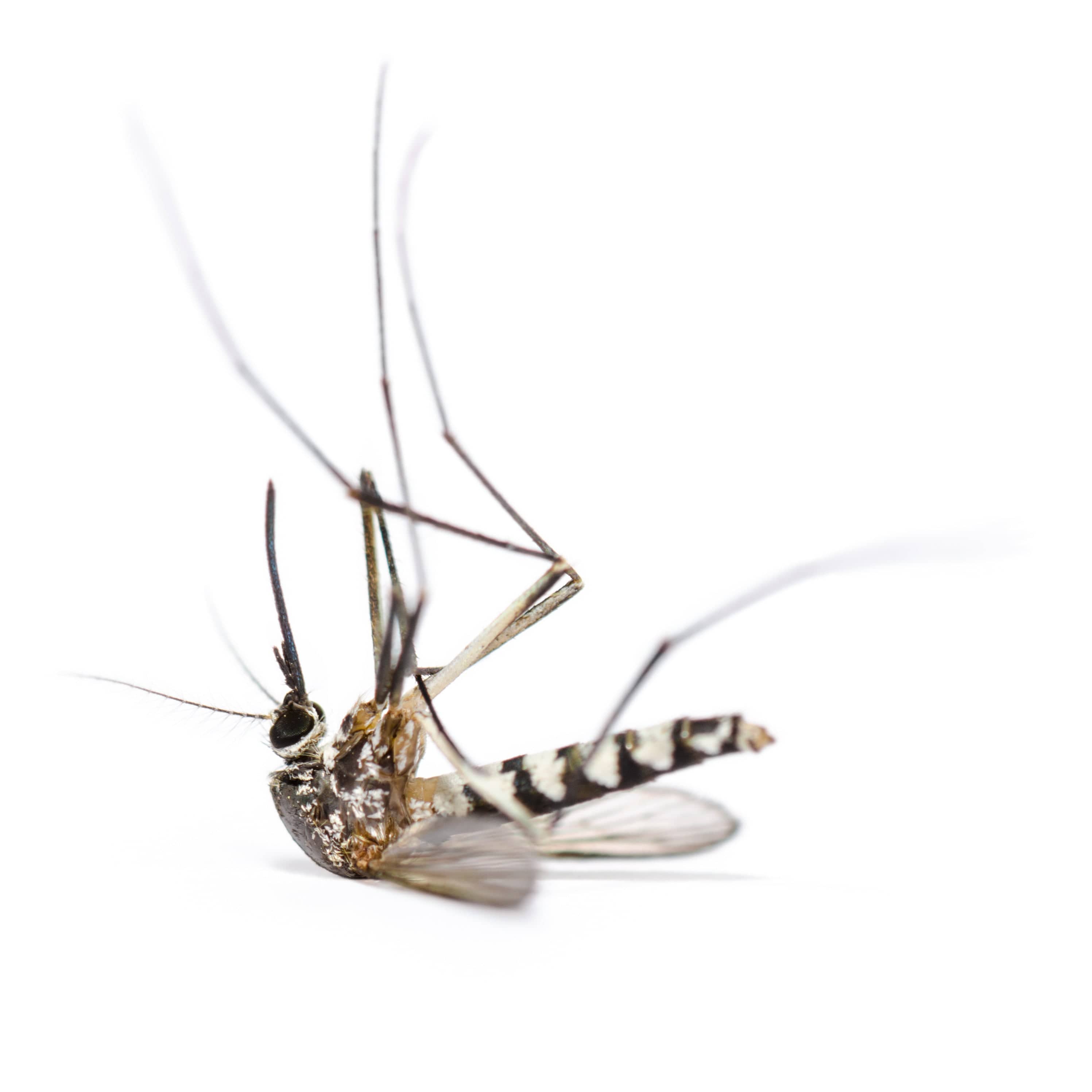 Dengue: Protecting Yourself At Home