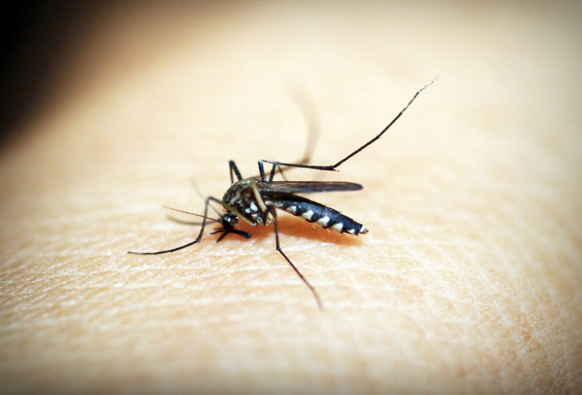 5 Ways Youโre Breeding Dengue and Donโt Even Know