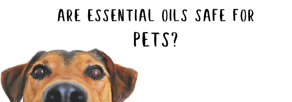 How to Make a DIY Pet-Safe Spray with Essential Oils