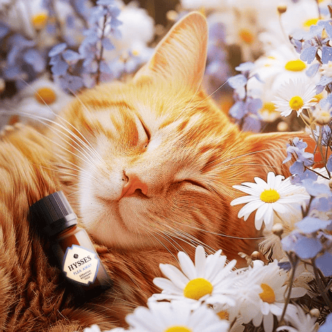 Complete Guide to FurryCare Products for Healthier, Happier Pets
