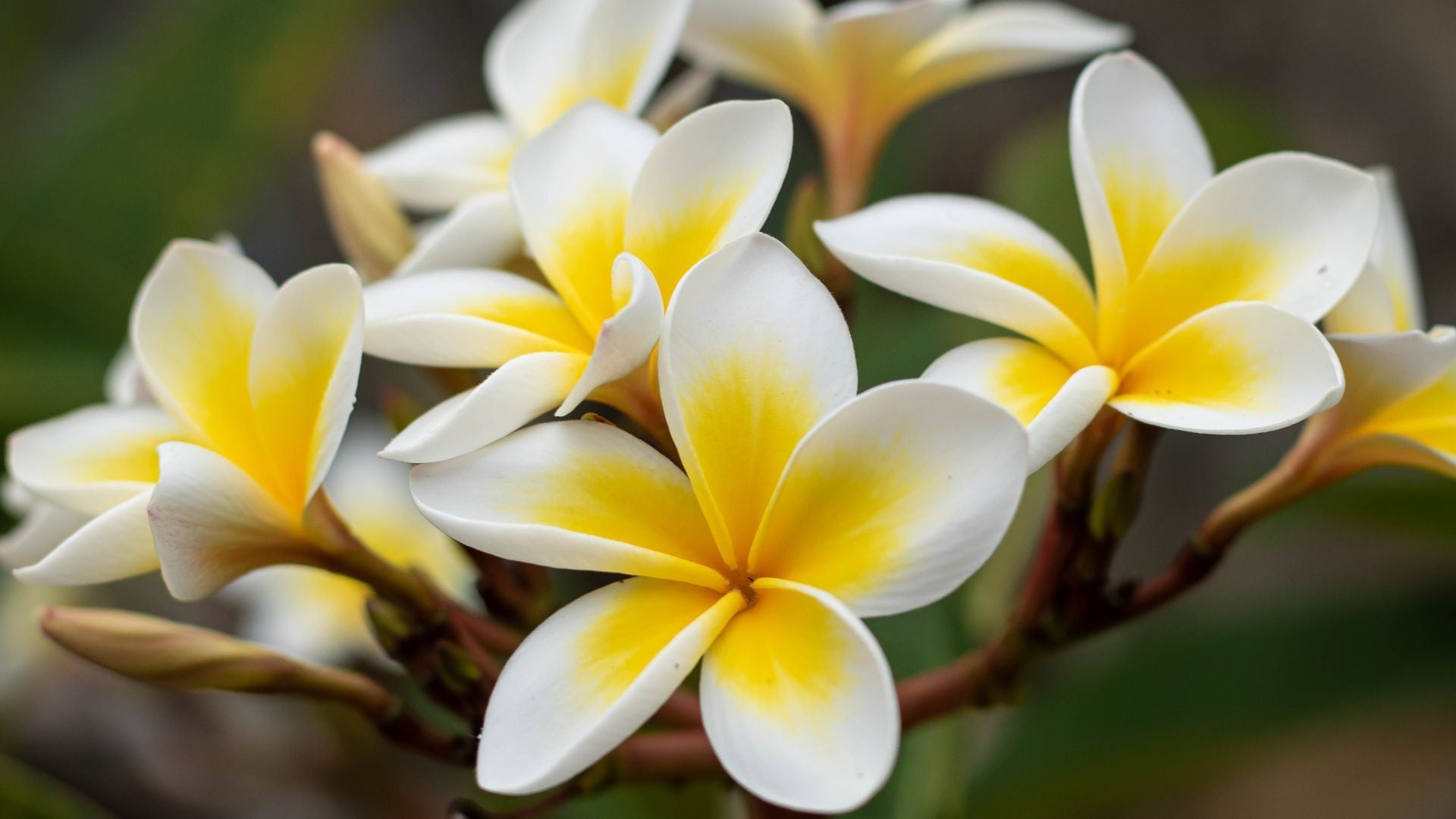 Frangipani