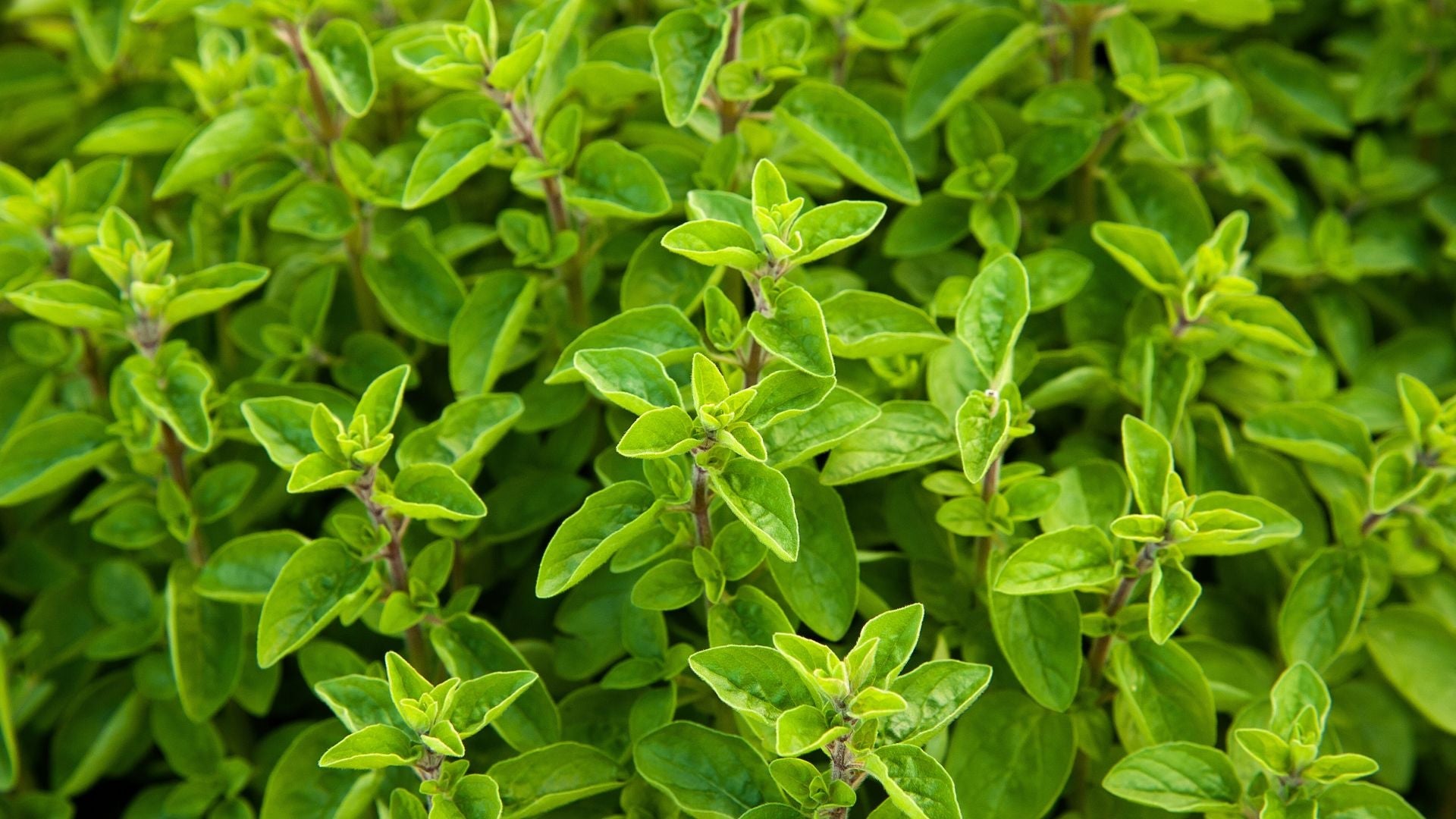 Marjoram
