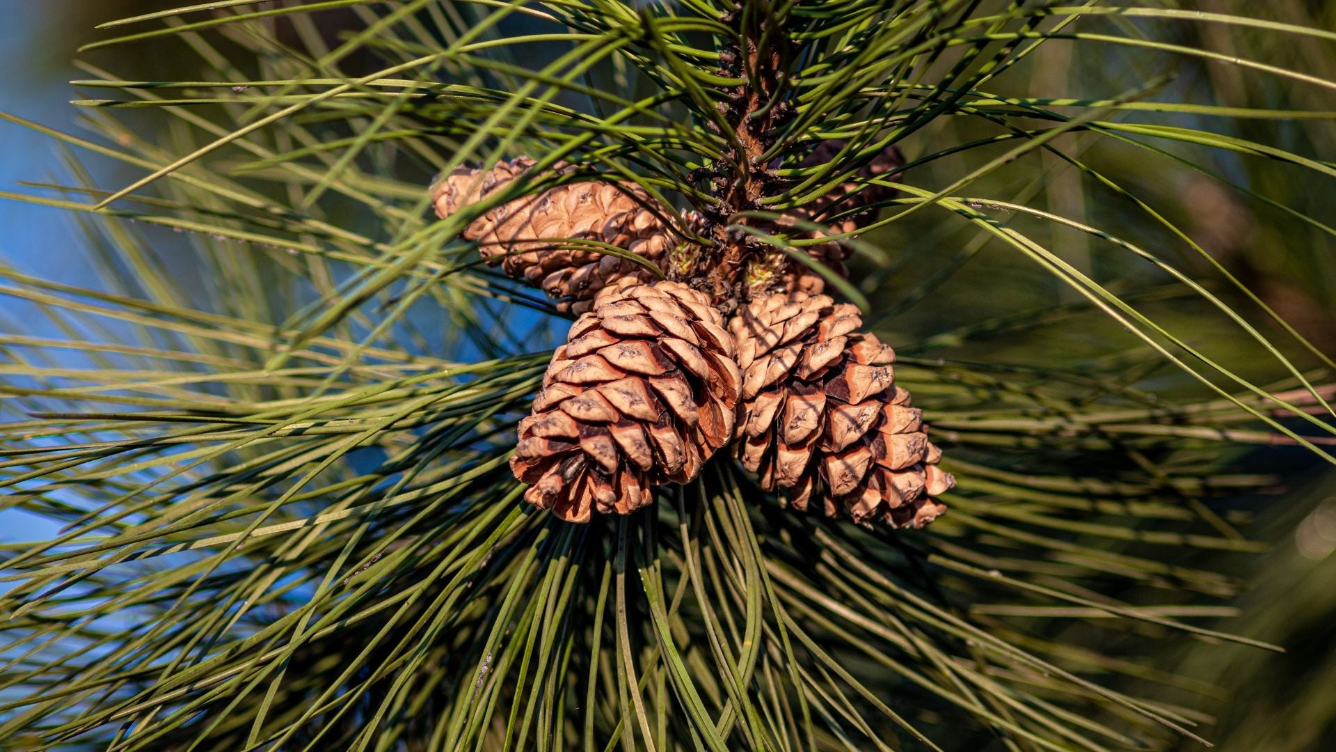 Pine