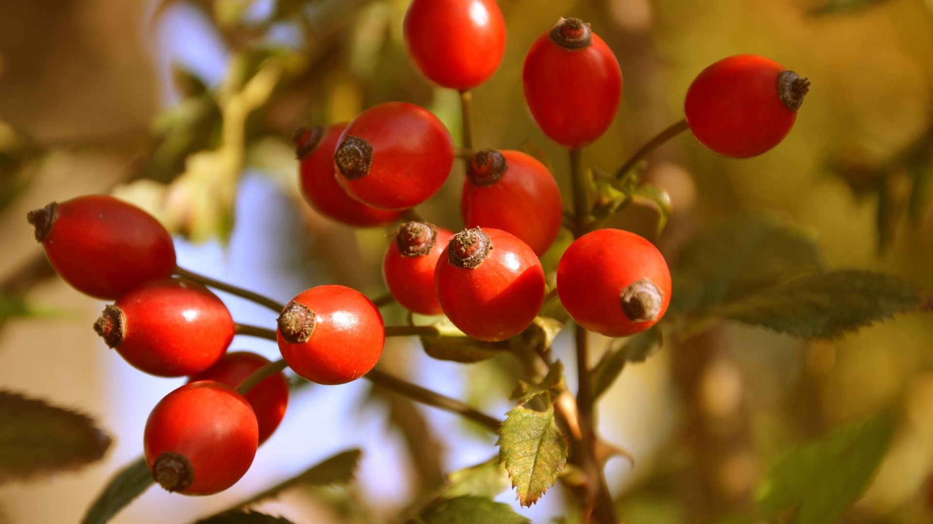 Rose Hip