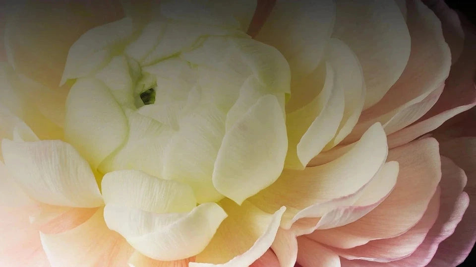 HYSSES Brand Philosophy Visual