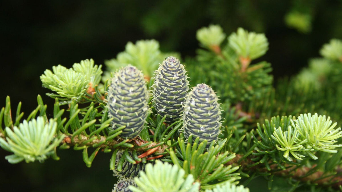 Fir Balsam Benefits & Uses