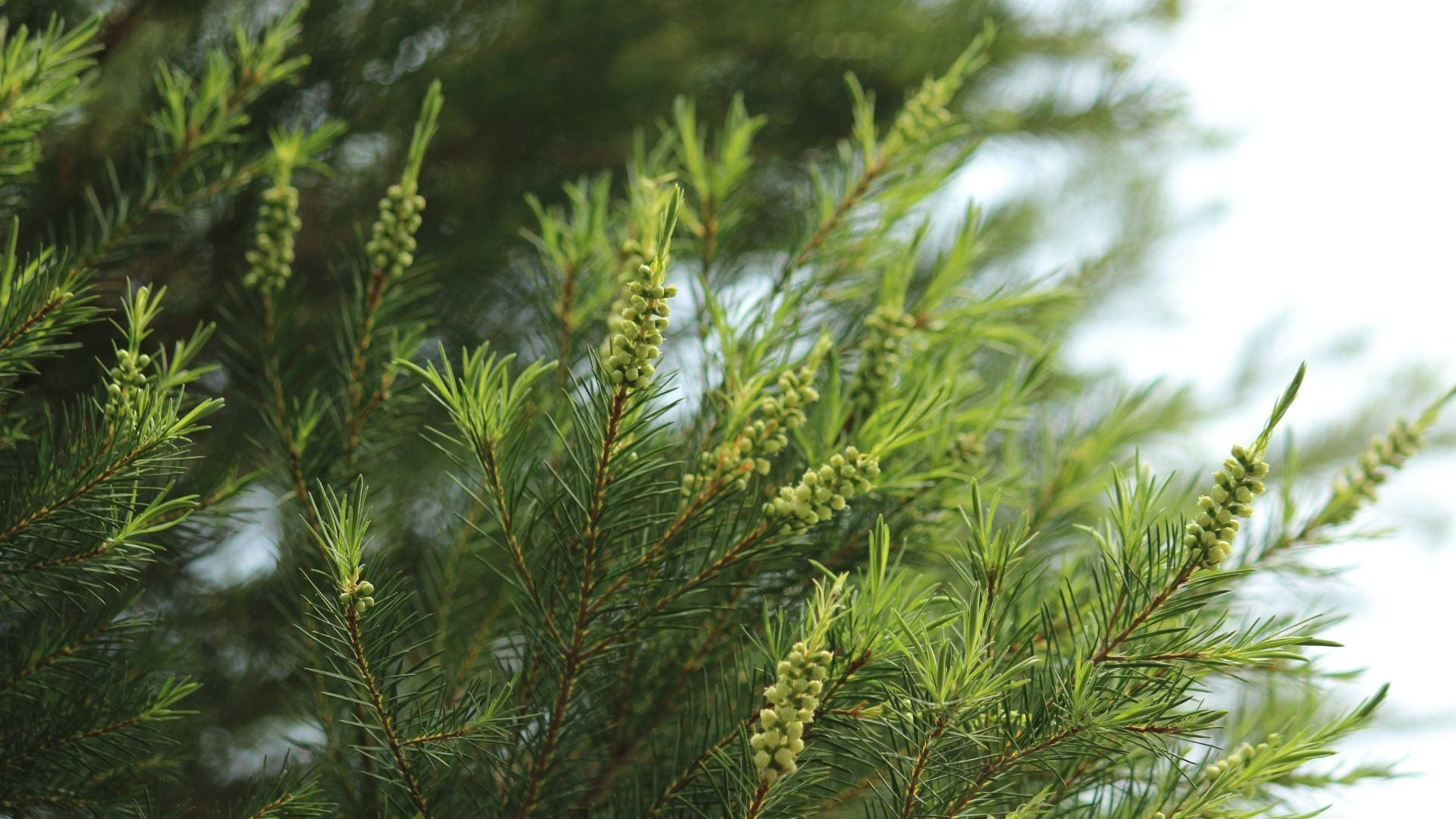 Tea Tree Benefits & Uses