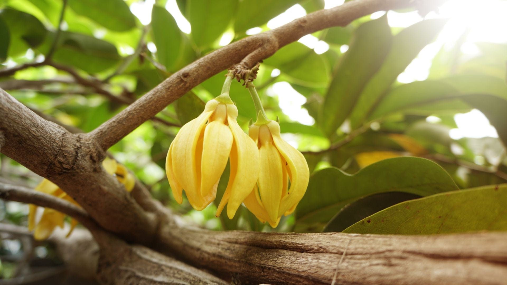 Ylang Ylang Benefits & Uses