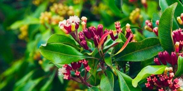Clove essential oil