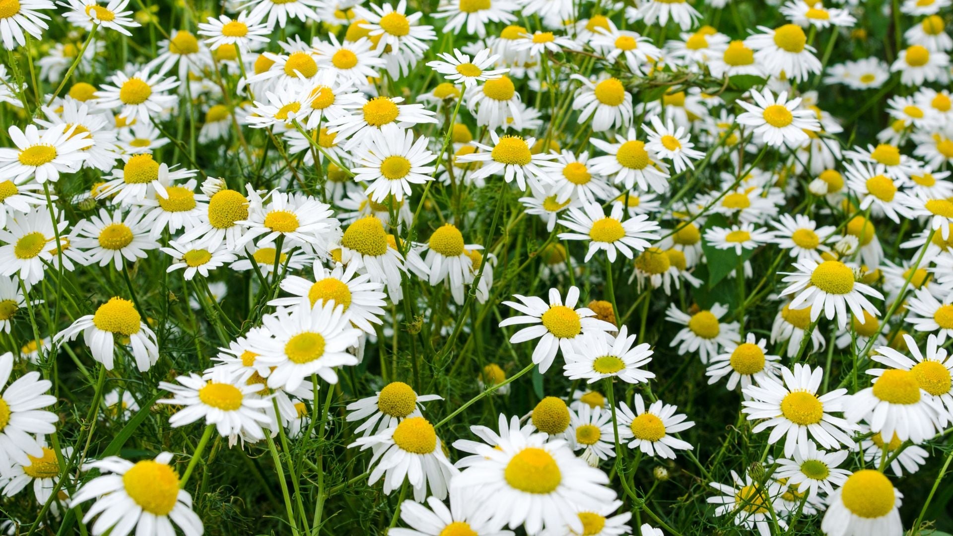 Chamomile