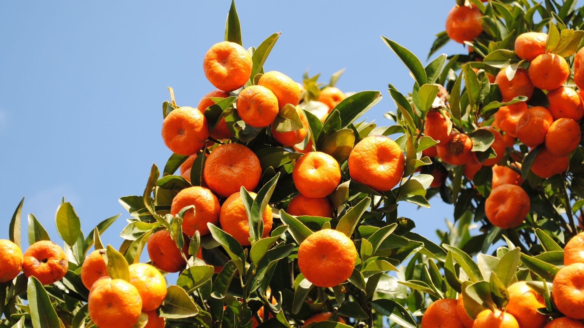 Mandarin