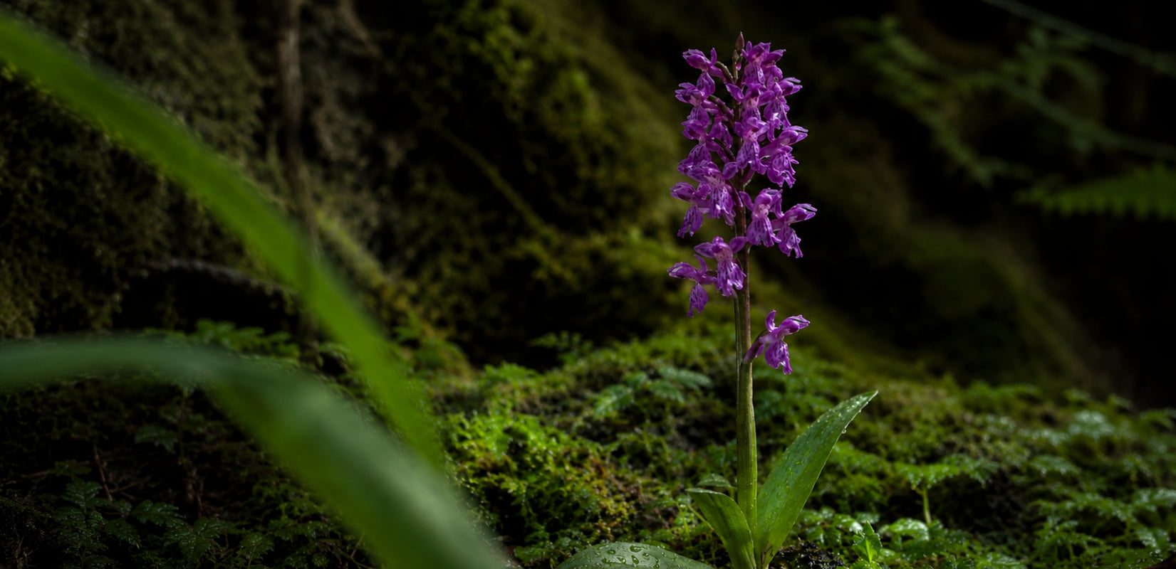 Orchid