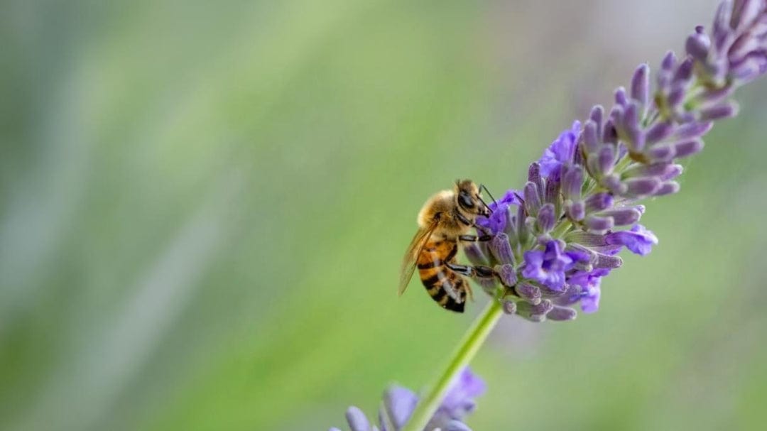 iStock-1426515894-scaled.jpg__PID:5016066e-221f-480a-b21d-a8e8a3e8a905