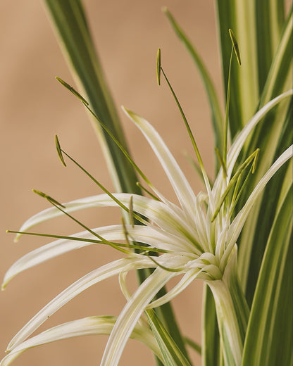Gift Set of 2, Pura Mercat Scented Tag & Room Scent, Pandanus Lily