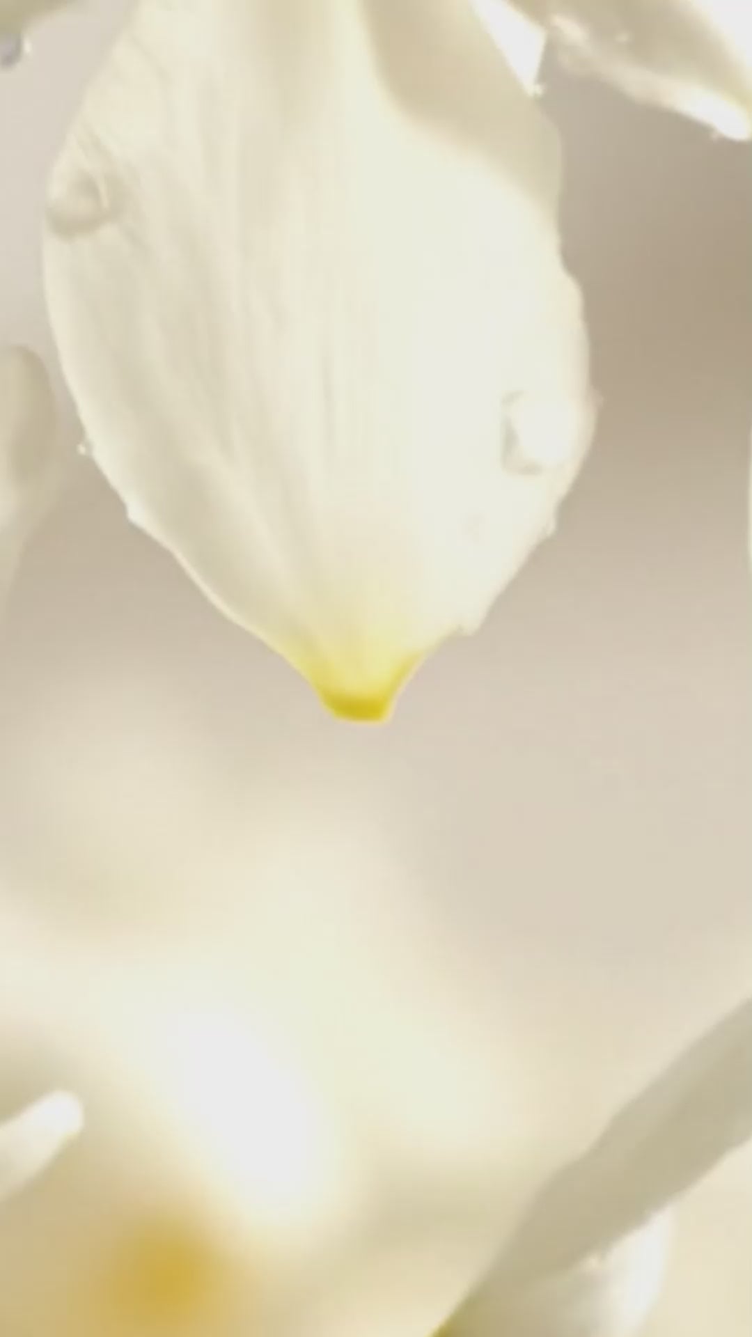 Clay Diffuser Set of 2, Beary (Yuzu Vetiver & Bergamot Jasmine)