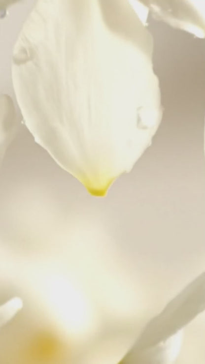 Clay Diffuser Set of 2, Beary (Yuzu Vetiver & Bergamot Jasmine)