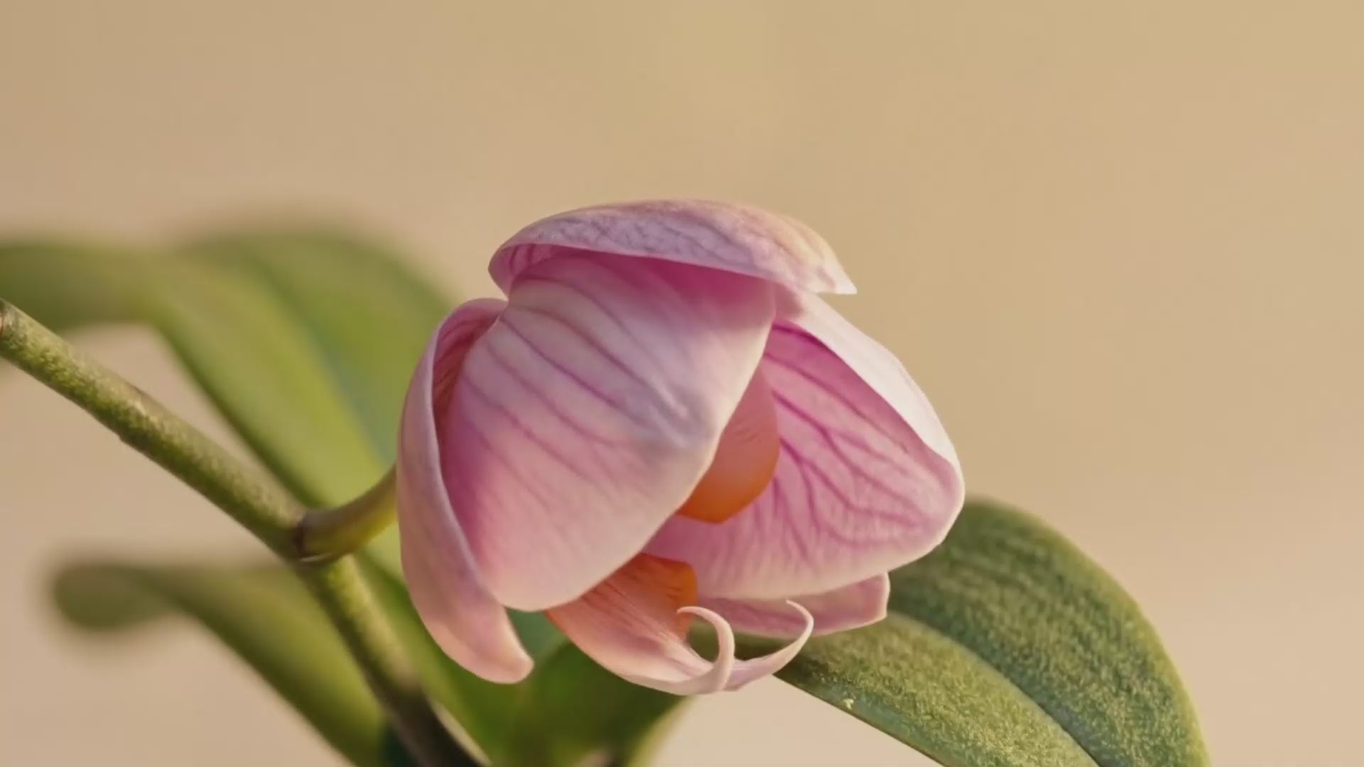 Load video: Hysses Orchid Ambrette Body Care Series