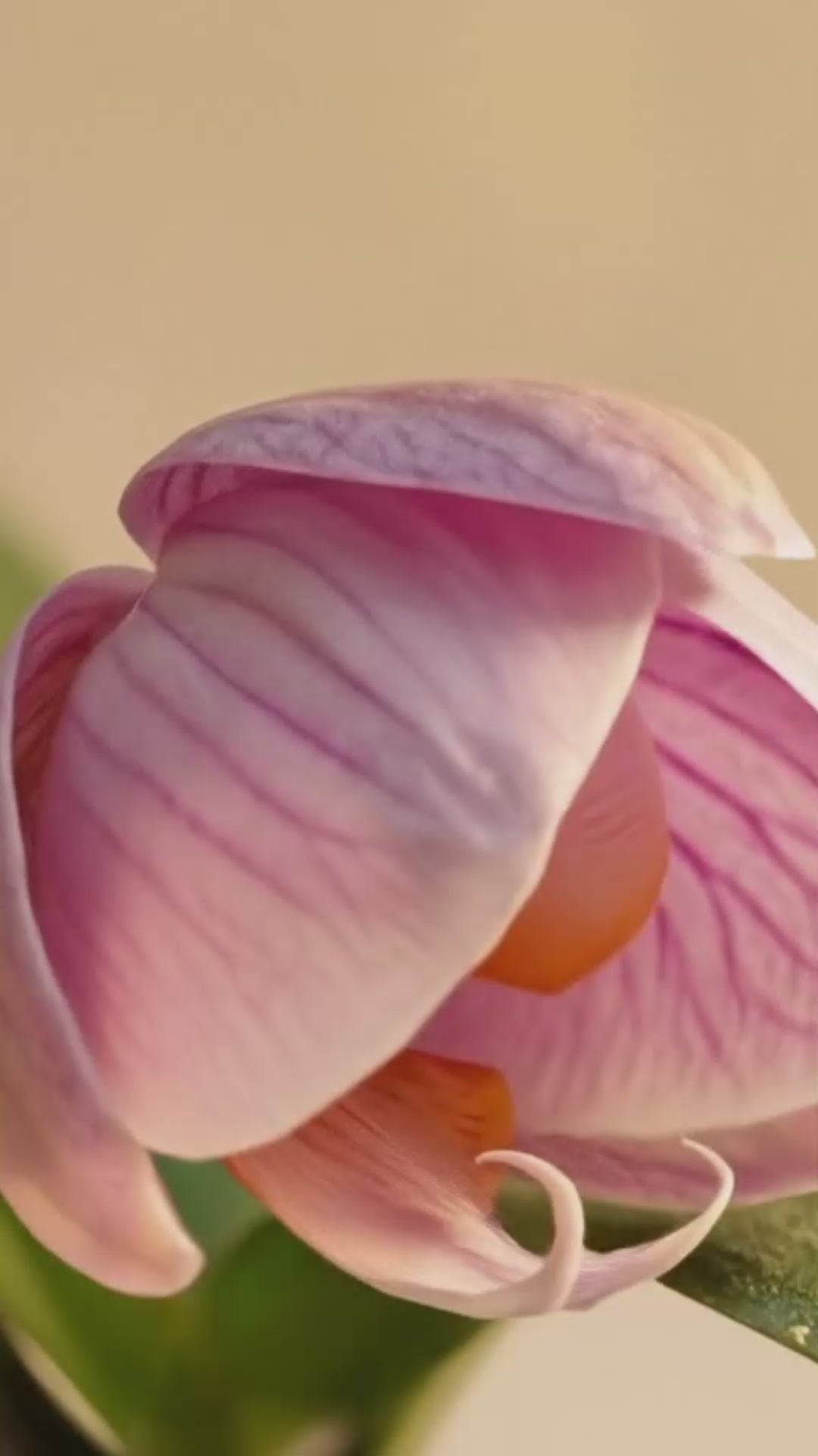 Load video: Hysses Orchid Ambrette Body Care Series